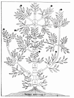 Augustin Augier 1802 Arbre Botanique. Harvard University Herbaria (Stevens, )