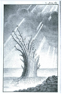 Pre-evolutionary tree, (Eichwald, 1829). As in the description by Pallas, the branches representing the main groups of animals are contiguous but independent of each other. This is a creationist tree since the branches arise ‘independent’ from the base to represent a separate origin for each lineage.