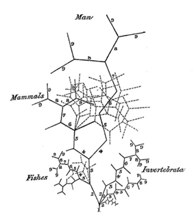 Martin Barry’s 1837 ‘Tree of animal development’, which shows Von Baer’s conception of the four organization archetypes in the animal kingdom. All organisms start from the same point of origin and differentiate in structure as they advance in their embryonic development.