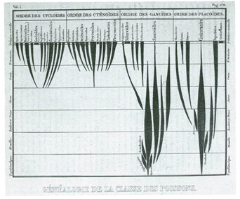 Diagram; Agassiz, Recherches sur les poissons fossiles, 1833. Geological time periods that enable the establishment of the origin of fish groups are marked on the left. Agassiz displays the duration and relative abundance of each group using the thickness of lines that rise and either stop growing or reach the present time.