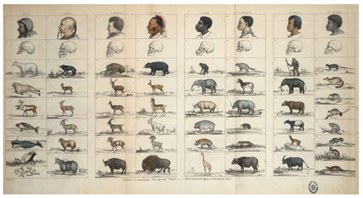 Tableau that accompanies Agassiz opening sketch on “The provinces of the animal world and their relationship to the types of man” from Dr. Josiah C. Nott and George Gliddon’s “Types of Mankind” (1854)