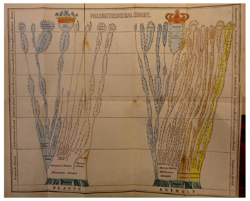 Edward Hitchcock’s tree-shaped paleontological diagram, in the frontispiece of Elementary Geology, 1840