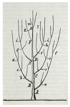 Heinrich Georg Bronn’s tree-like diagram published in Untersuchungen über die Entwickelungs-Gesetze der organischen Welt in 1858
