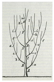 Heinrich Georg Bronn’s tree-like diagram published in Untersuchungen &uuml;ber die Entwickelungs-Gesetze der organischen Welt in 1858