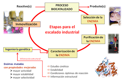 Etapas en el escalado industrial de un proceso biocatalizado por enzimas