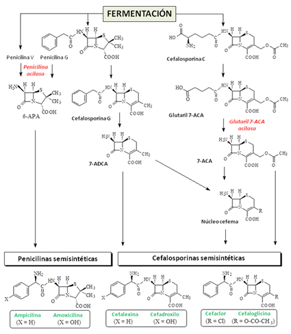 Enzimas en la producción industrial de antibióticos β-lactámicos semisintéticos