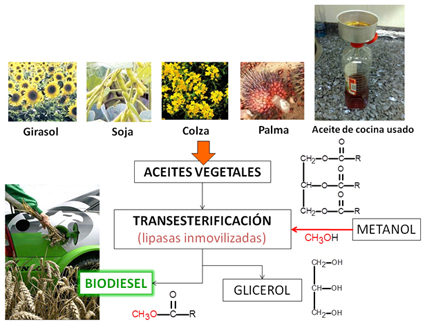 Obtención de biodiesel mediante métodos enzimáticos