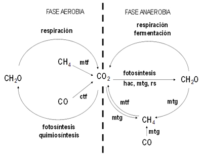 El ciclo del carbono en la biosfera