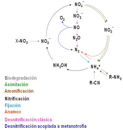 Visión actualizada del ciclo del nitrógeno en la biosfera