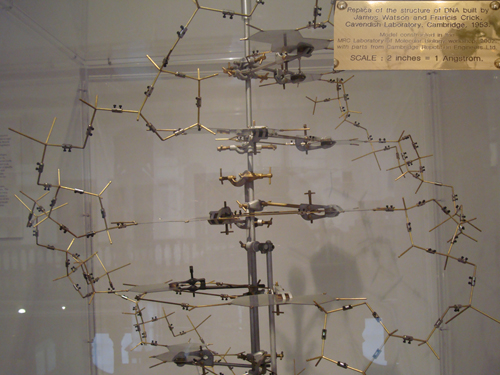 DNA–model. A replica of the B-DNA model built by Watson and Crick at the Cavendish Laboratory in Cambridge, based on the diffraction patterns of moist fibers obtained by R.E. Franklin. The crucial element of the two chains running in opposite directions is apparent in this view as well as the hydrogen-bond base pairing of the bases at the center. (Author’s personal collection). Insert: Legend of the model exhibited in a Cambridge, UK, museum.
