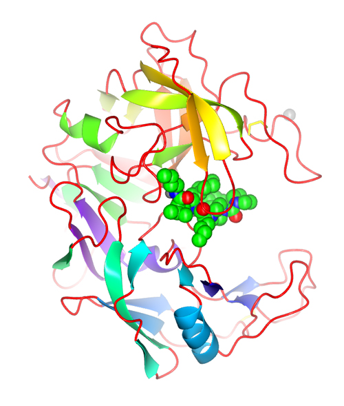 Structure of the <em>Candida albicans</em> (a pathogenic fungus) protease SAP2 with an inhibitor designed by Abbott Laboratories medicinal chemists. This image represents the iconic concept of SBDD (Structure-Based Drug Design) using the computer graphics of the late 1990’s. The β-strands of the protein structure are represented by arrows. This representation was made popular by the program RIBBONS that was initiated by Mike Carson, a graduate student colleague at the University of Texas at Austin. The protein fold is very similar to the digestive enzyme pepsin and blocking the active site is possible to see the inhibitor drawn with spheres. The color change ramps from red for the beginning of the chain (N-terminus) to blue at the end of the polypeptide (C-terminus). Created using PDB entry 1ZAP and the program CCP4MG version 2.5.2. (Abad-Zapatero ., ).