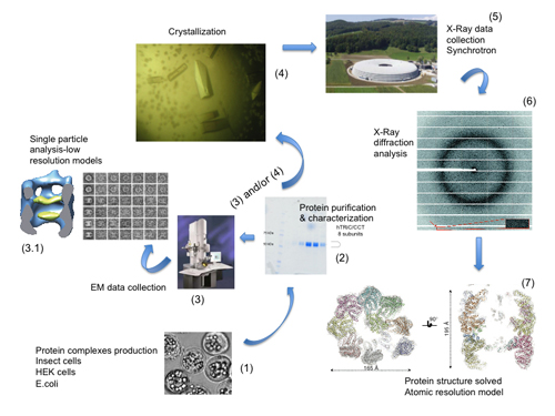 The technological pipeline of Structural Biology. Starting with protein production (1), the samples are then characterized (2) and used for Cryo-EM studies (3) and/or in the appropriated cases crystallized (4) to obtain single crystal diffraction data using synchrotron radiation (5,6) to gain atomic (7) insight into the workings of protein machines.
