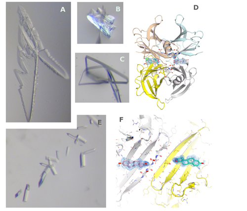 Crystals and quaternary structure of transthyretin (TTR) a protein that transports thyroid hormones. The morphology of transthyretin crystals is highly variable although the arrangement of the molecules in the lattice remains constant (A-C). The crystals shape depends on the rate of growth of the crystals and not on the contacts that the molecules make with one another. Four TTR molecules form a tetramer (D) and the tetramer packs together with other tetramers always in the same manner. To reliably grow crystals streak seeding can be used. The crystals grow in a straight line (E) where the seeds have been deposited by the cat whisker. TTR is studied to develop amyloid inhibitors. Such inhibitor binds in the tetramer cavity in two independent binding sites (F). (From PDB entry: 4PM1; Ciccone et al., 2015).