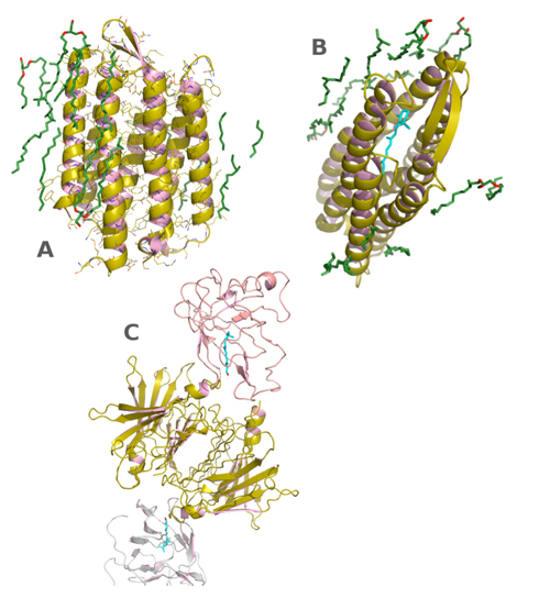 Membrane proteins. Membrane proteins are important targets for drug design. G-protein-coupled receptors (GPCR) belong to the bateriorhodopsin (BR) family. They are of great interest to the pharmaceutical industry because they act as sensors to activate signal transduction pathways and cellular responses. Seven transmembrane helices characterize GPCR. BR was the first membrane protein to be crystallized. Initially as two dimensional crystals, but now after crystallization using lipidic cubic phases a three dimensional structure at atomic resolution has been determined. The transmembrane helices are surrounded by lipids (green) (A). In the centre there is a retinol (vitamin A) molecule (cyan). In mammals retinol is transported by retinol binding protein which in plasma is found complexed with transthyretin (C). (From PDB entries: 1C3W and 1QAB; Luecke et al., 1999; Naylor and Newcomer, 1999).