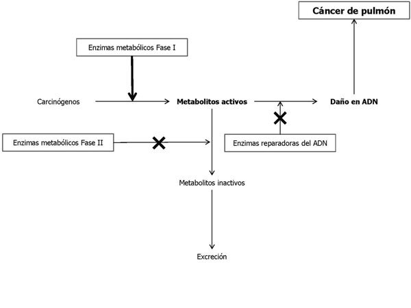 Propuesta de la v&iacute;a de la carcinog&eacute;nesis pulmonar en mujeres