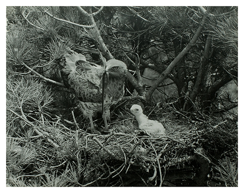 Fotograf&iacute;a de Hosking de un &aacute;guila alimentando a su cr&iacute;a