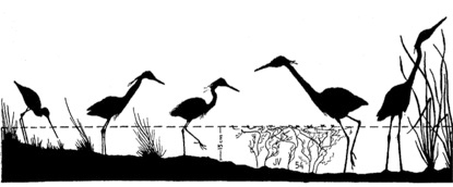 Aves acu&aacute;ticas en La Camarga