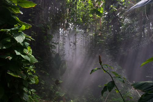 Dana Fritz. Rain Forest Mist, Biosphere 2, de la serie Terraria Gigantica. 2007. Archival pigment print