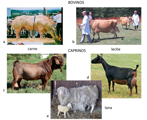 Selección de diferentes especies domésticas para diferentes producciones.