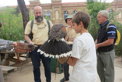 Talleres de cetrer&iacute;a con el doctor Ceballos en los jardines del museo. Enorme &eacute;xito de convocatoria, llamado a prolongarse en el tiempo