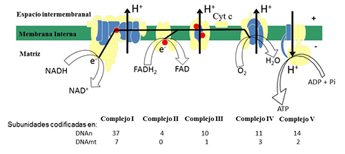Esquema del sistema de fosforilaci&oacute;n oxidativa. Subunidades codificadas en el DNA mitocondrial (azul) y en el DNA nuclear (amarillo). Puntos: coenzima Q. En la parte inferior figura el n&uacute;mero de subunidades codificadas en uno u otro genoma