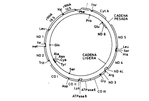 Mapa gen&eacute;tico del DNA mitocondrial humano. RNAr, RNA ribos&oacute;mico; RNAt, RNA de transferencia indicando el amino&aacute;cido que transporta; secuencias codificadoras de prote&iacute;nas (ND: subunidades de la NADH deshidrogena, complejo I ; cyt b: apocitocromo b, complejo III; CO: subunidades de la citocromo c oxidasa, complejo IV, y ATP, subunidades de la ATP sintasa, complejo V