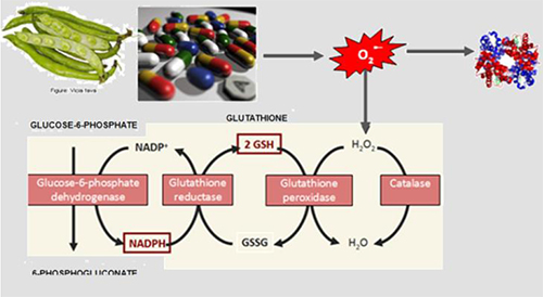 Sistema &oacute;xido-reductor del hemat&iacute;e de substancias oxidantes (habas y ciertos medicamentos)