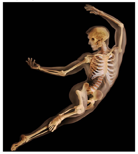 A. Tsiaras, Anatomical Travelogue/The Visual MD©, El esqueleto revelado
