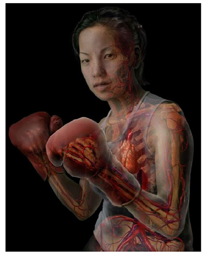 A. Tsiaras, Anatomical Travelogue/The Visual MD©, Boxeadora