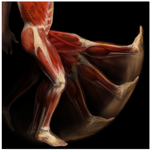 A. Tsiaras, Anatomical Travelogue/The Visual MD©, Movimiento