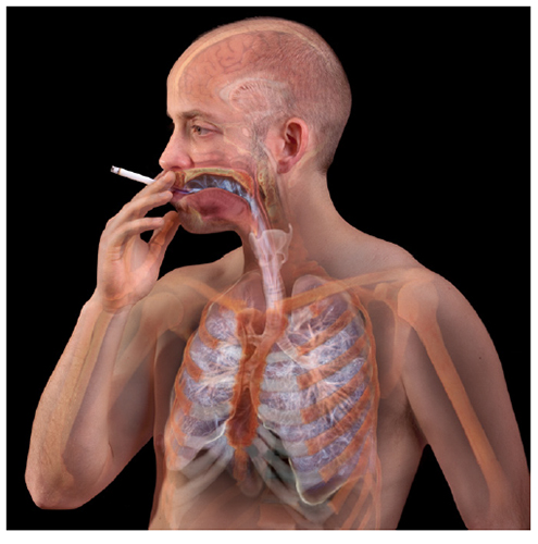 A. Tsiaras, Anatomical Travelogue/The Visual MD©, Inhalar