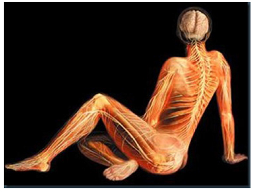 A. Tsiaras, Anatomical Travelogue/The Visual MD©, Reposo