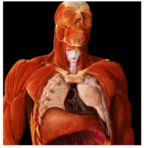 A. Tsiaras, Anatomical Travelogue/The Visual MD©, El sistema respiratorio