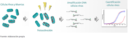 Esquema de amplificaci&oacute;n de bacterias viables no cultivables utilizando tintes que se adhieren al DNA