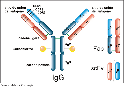 . Estructura de una inmunoglobulina tipo IgG y de dos de los fragmentos más habituales: el fragmento Fab, obtenido por digestión enzimática del anticuerpo, y el fragmento scFv, obtenido mediante ingeniería genética