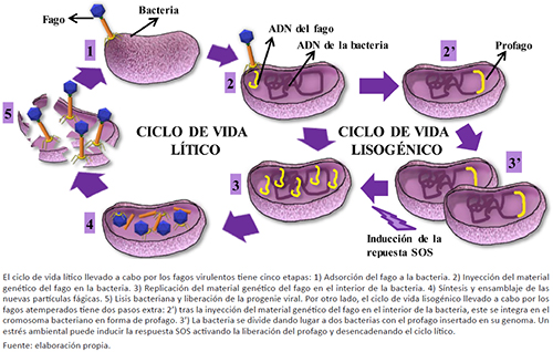 Representación gráfica de los ciclos de vida de un bacteriófago de la familia Myoviridae en una bacteria Gram positiva
